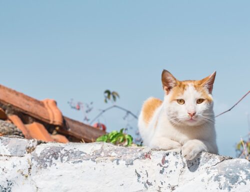 Chats errants : deux jours de stérilisations gratuites à l’APA de Gerzat en décembre