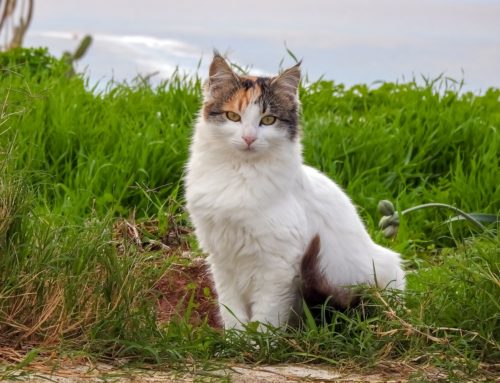 Chats errants : deux jours de stérilisations gratuites à l’APA de Gerzat en décembre