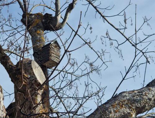 La Ville créé des gîtes biodiversité